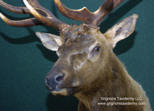 grignons taxidermy studio